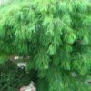 Pinus strobus 'Niagara Falls' - Image 2