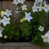 Platycodon grandiflorus 'Fairy Snow' - Image 2