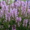 Salvia Fashionista® 'Ballerina Pink'