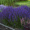 Salvia nemorosa 'Violet Riot'