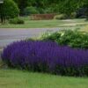 Salvia nemorosa 'Violet Riot' - Image 2