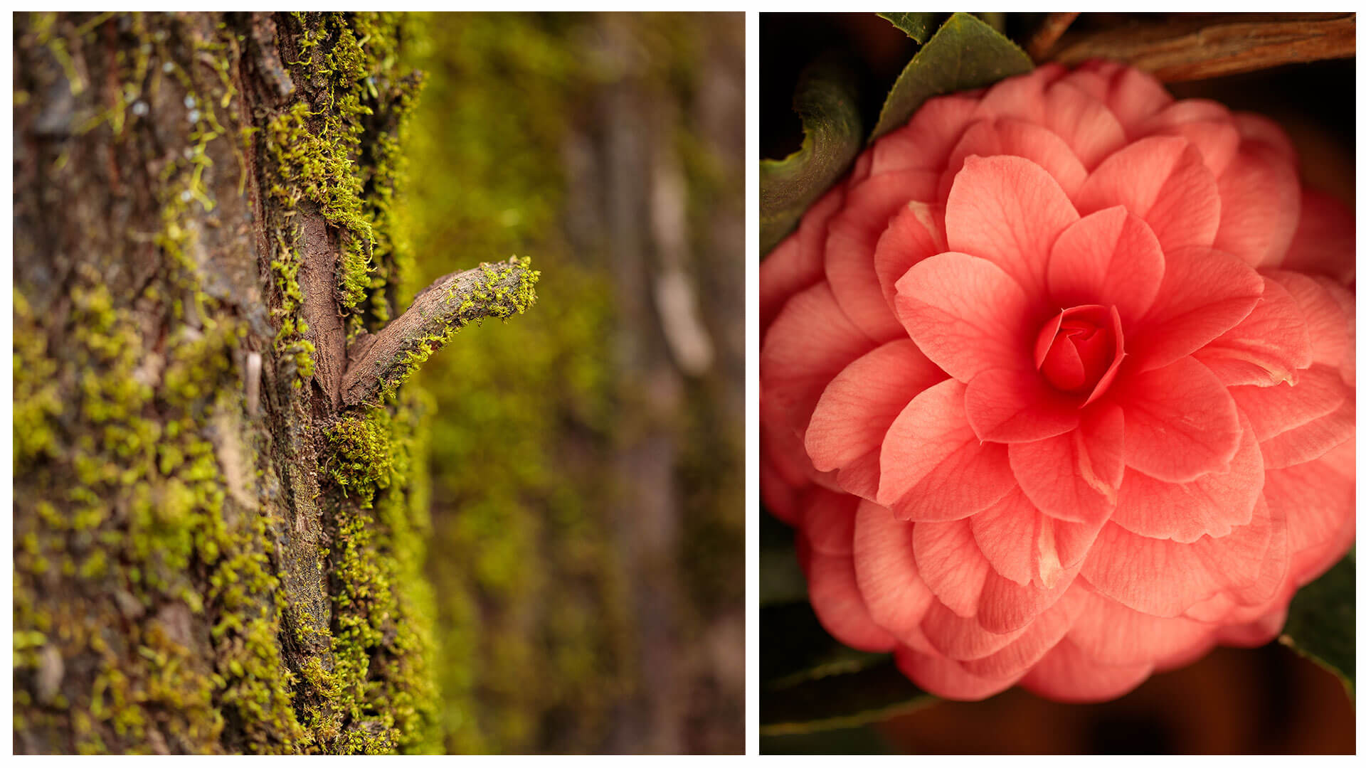 Trees-&-Camellias
