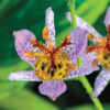 Tricyrtis formosana 'Autumn Glow' - Image 2
