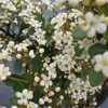 Viburnum obovatum 'Mrs. Schiller's Delight'