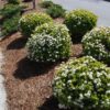 Viburnum obovatum 'Mrs. Schiller's Delight' - Image 2