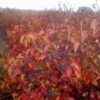 Viburnum dentatum 'Morton' (Northern Burgundy™)