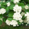 Viburnum dentatum 'Morton' (Northern Burgundy™) - Image 3