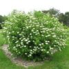 Viburnum dentatum 'Morton' (Northern Burgundy™) - Image 4