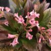 Viburnum 'NCVX4' (Sweet Talker®)