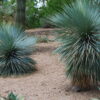 Yucca rostrata 'Sapphire Skies' - Image 2