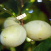 Asimina triloba Rappahannock™