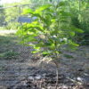 Asimina triloba Rappahannock™ - Image 3