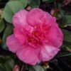 Camellia sasanqua 'Bonanza'