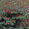 Camellia sasanqua 'Bonanza' - Image 2