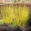 Cornus sericea 'Flaviramea'