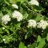 Cornus sericea 'Flaviramea' - Image 2
