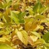 Cornus sericea 'Flaviramea' - Image 3
