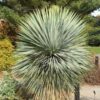 Yucca rostrata 'Sapphire Skies'