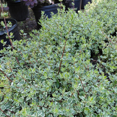 Abelia x grandiflora 'Frosty'