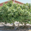 Ficus carica 'Desert King' - Image 2