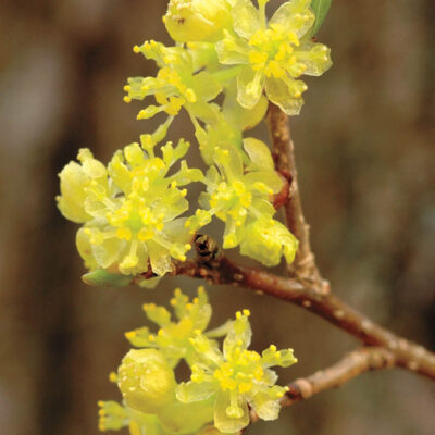 Lindera benzoin