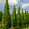 Carpinus betulus 'Frans Fontaine'