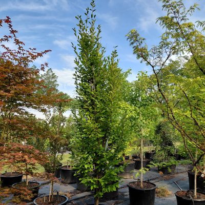 Carpinus betulus 'Frans Fontaine'