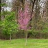 Cercis canadensis 'JN7' (Summer's Tower™)