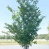 Cercis canadensis 'JN7' (Summer's Tower™) - Image 2