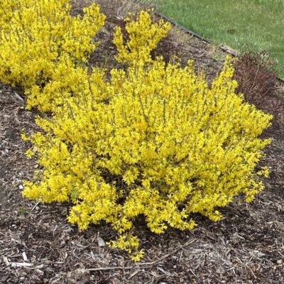 Forsythia x  'Nimbus' (Show Off® Sugar Baby®)