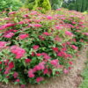Spiraea japonica Double Play® Doozie®