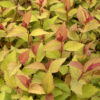 Spiraea japonica Double Play® Doozie® - Image 2