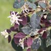 Loropetalum chinense 'Suzuki' (Jazz Hands Night Moves®)