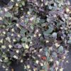 Loropetalum chinense 'Suzuki' (Jazz Hands Night Moves®) - Image 2