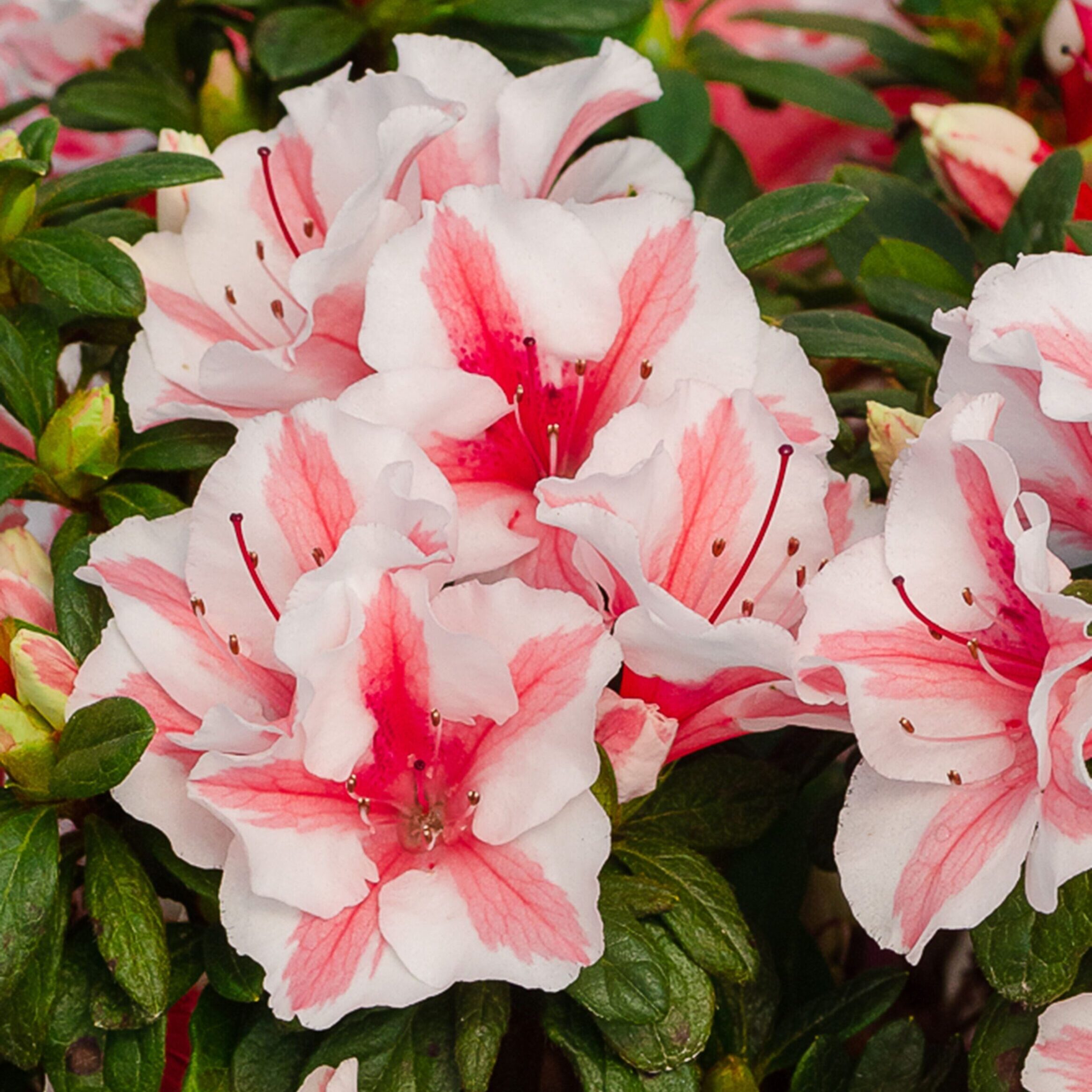 Azalea 'Robleze' Encore® Autumn Starburst®