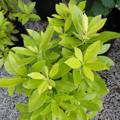 Illicium parviflorum 'PIII-I' (Bananappeal®)