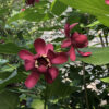 Calycanthus x 'Aphrodite'