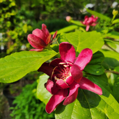 Calycanthus x 'Aphrodite'