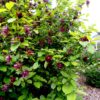 Calycanthus x 'Aphrodite' - Image 2