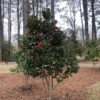 Camellia japonica 'Black Tie' - Image 2