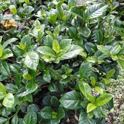 Gardenia jasminoides 'Bab1183' (Summer Snow®)