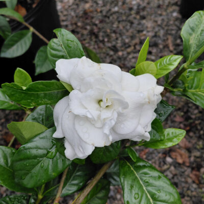 Gardenia jasminoides 'Bab1183' (Summer Snow®)