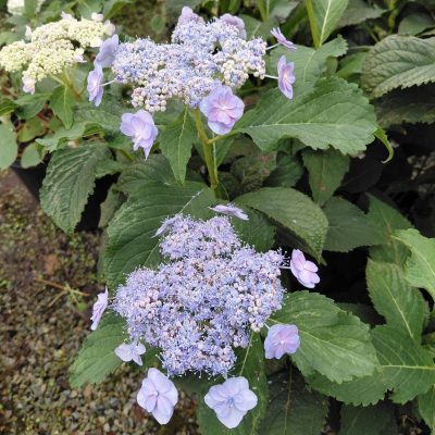 Hydrangea serrata 'MAKD' (Tiny Tuff Stuff™)