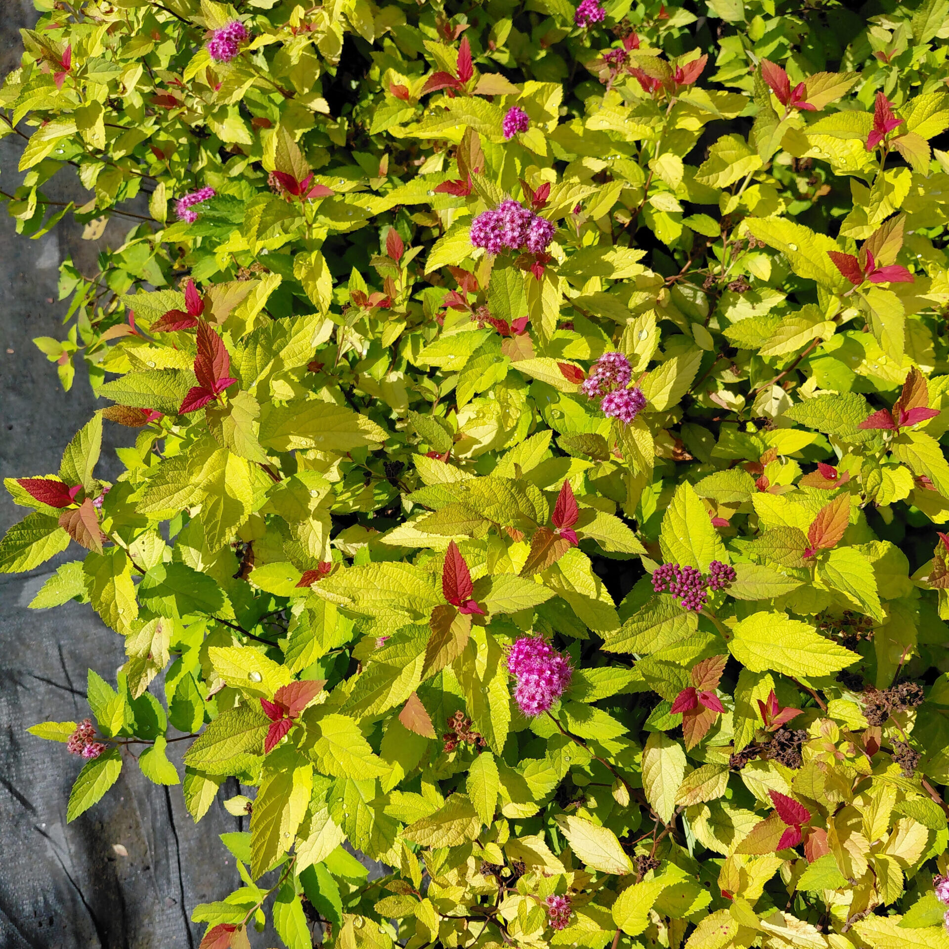Spiraea japonica Double Play® Candy Corn®