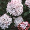 Viburnum x carlcephalum 'Cayuga'