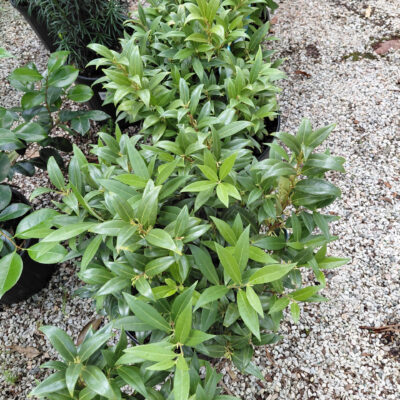 Sarcococca hookeriana var. humilis