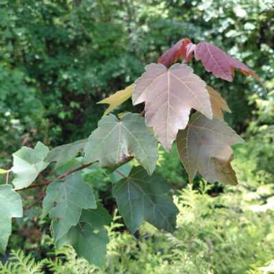 Acer rubrum 'Summer Red'