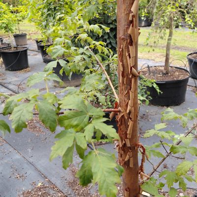 Acer griseum