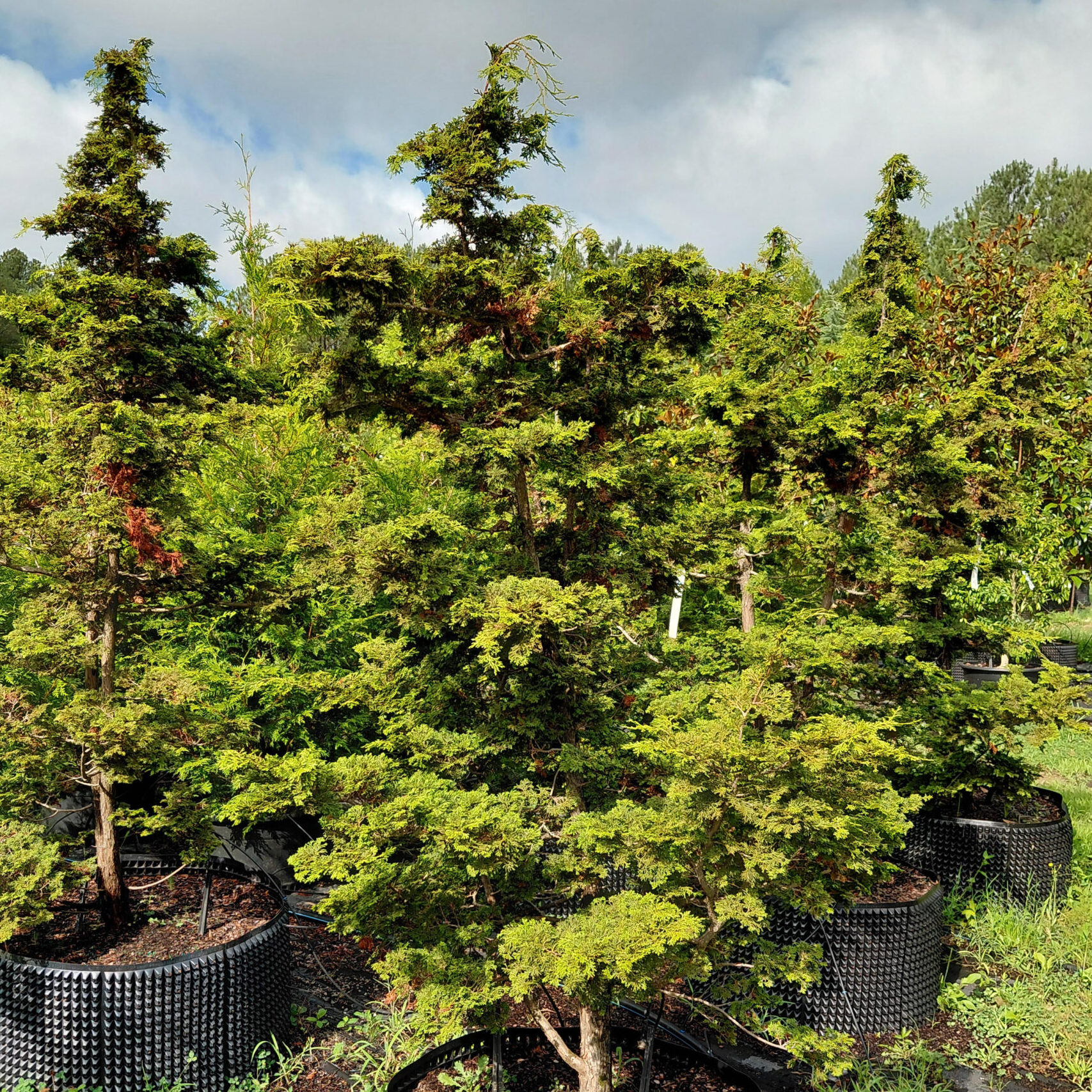 Chamaecyparis obtusa 'Gracilis'