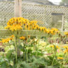 Ligularia 'Tractor Seat' - Image 2
